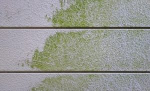 壁のカビ・コケ・藻