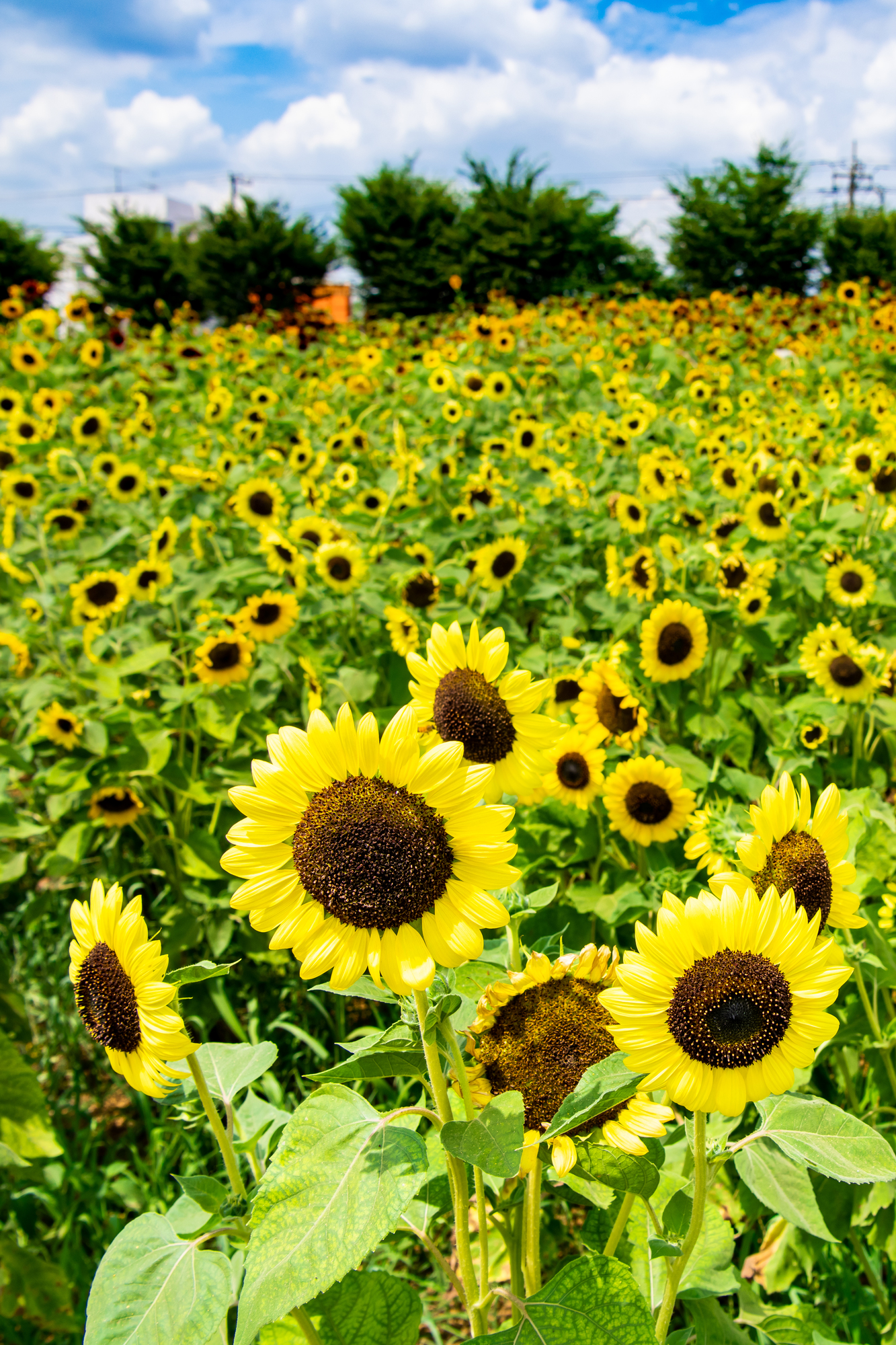 口コミで選ぶ武蔵村山市で本当に評判のリフォーム会社10選 失敗しないリフォーム会社選びは リフォームガイド